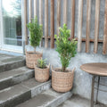 Rattan plantekurve i natur - 3 stk