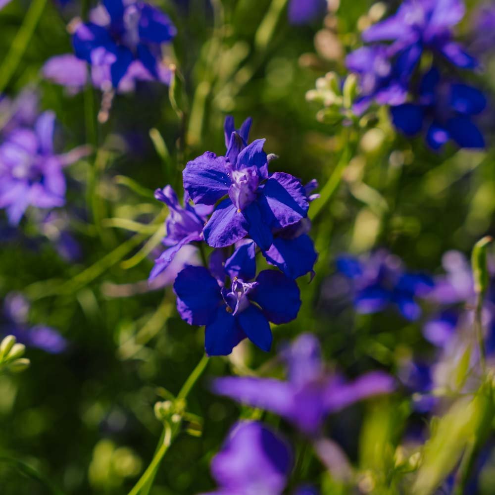 Ridderspore frø 'Doubtful Knight's Spur' - 200 Økologiske Frø