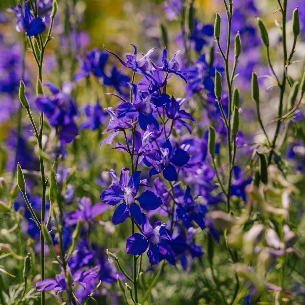 Ridderspore frø 'Doubtful Knight's Spur' - 200 Økologiske Frø