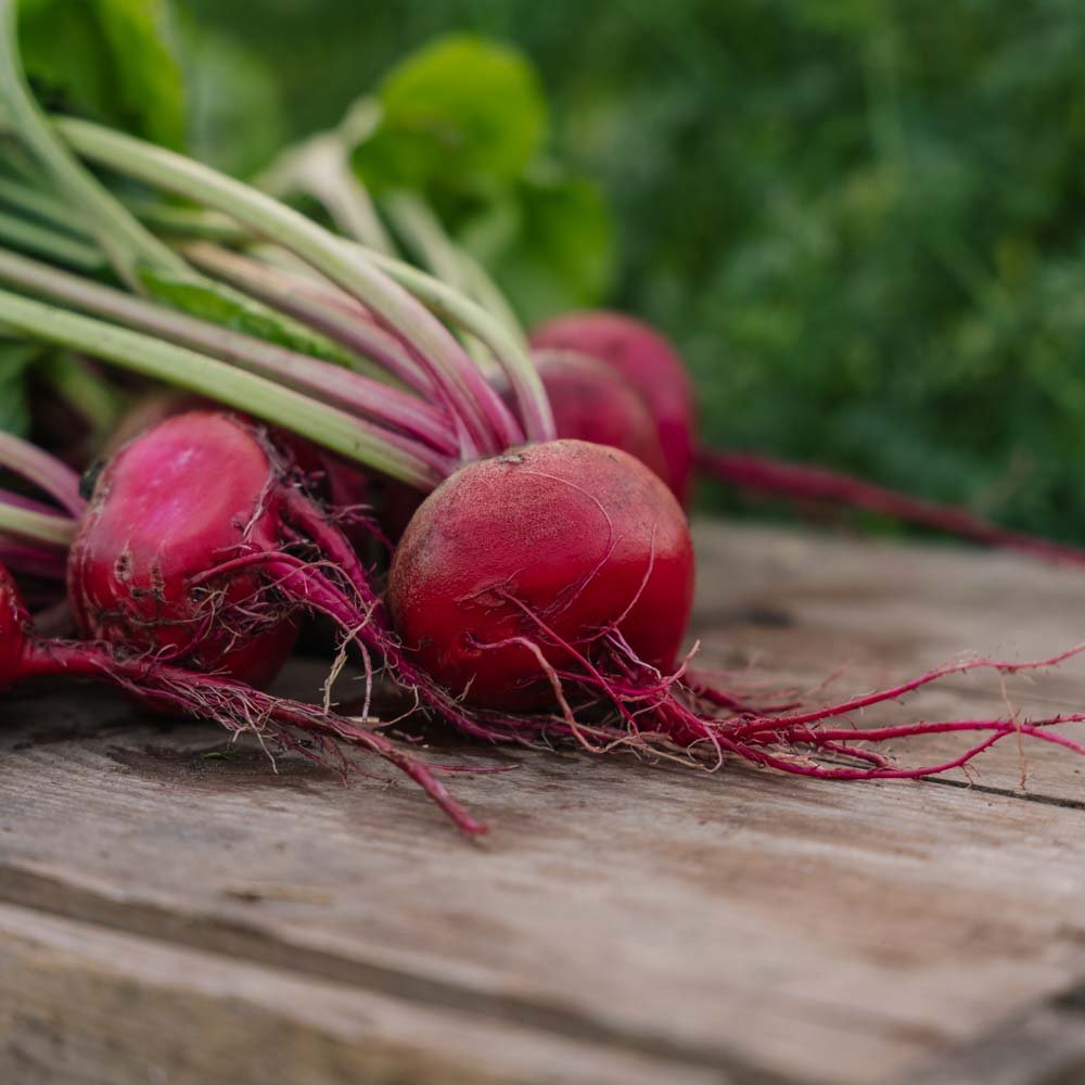 Rødbedefrø 'Chioggia' - 50 Økologiske Frø