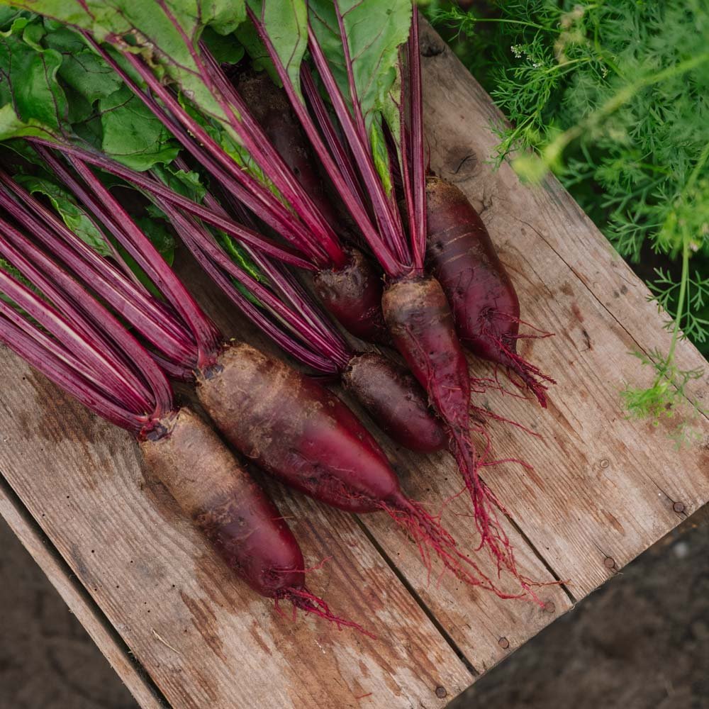 Rødbedefrø 'Cylindra' - 50 Økologiske Frø