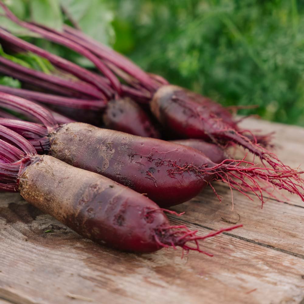 Rødbedefrø 'Cylindra' - 50 Økologiske Frø