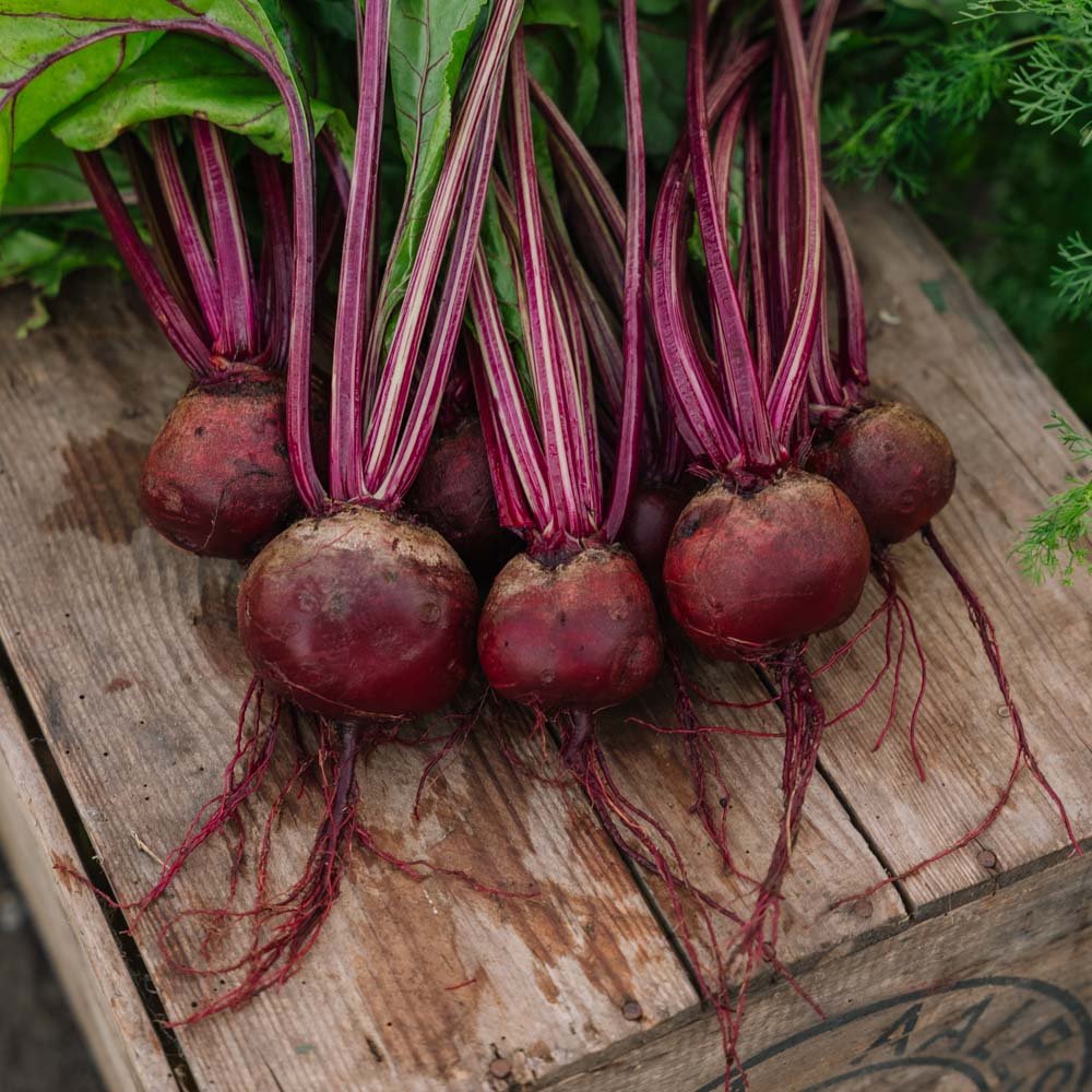 Rødbedefrø 'Detroit 2' - 50 Økologiske Frø