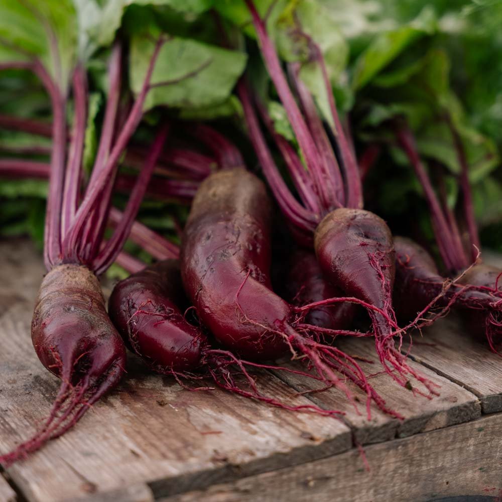 Rødbedefrø 'Foniro' - 50 Økologiske Frø