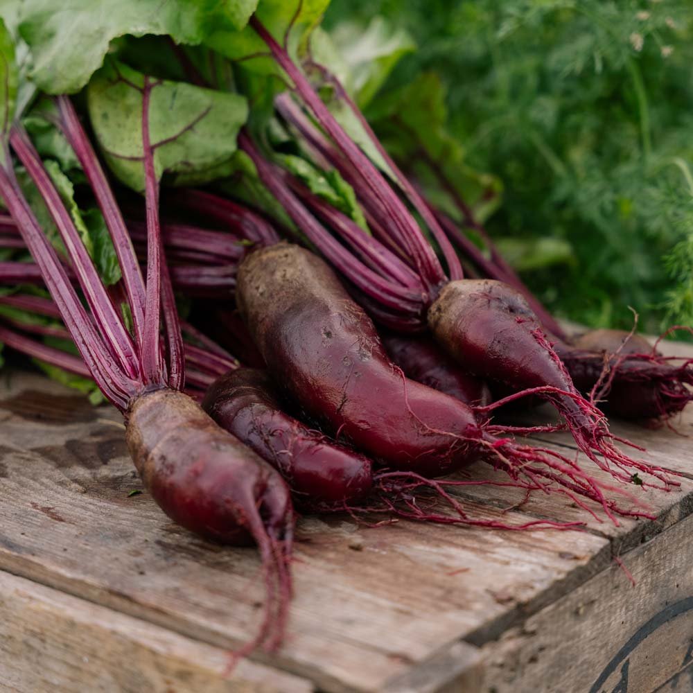 Rødbedefrø 'Foniro' - 50 Økologiske Frø