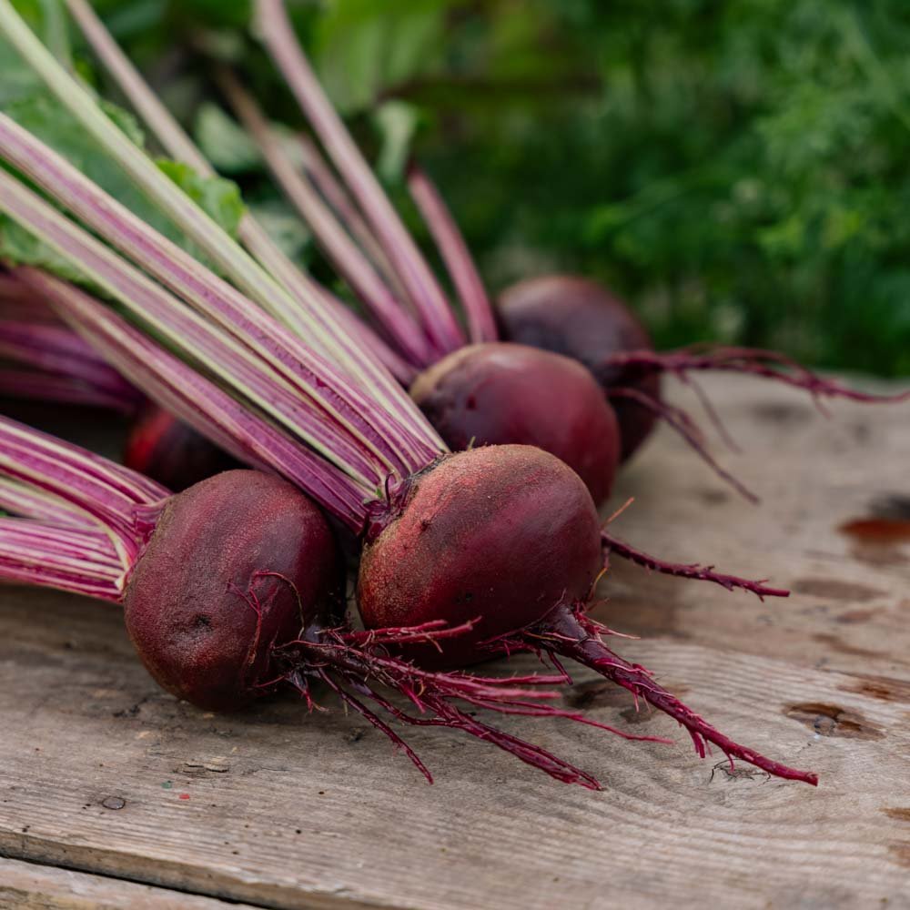 Rødbedefrø 'Rouschka' - 50 Økologiske Frø