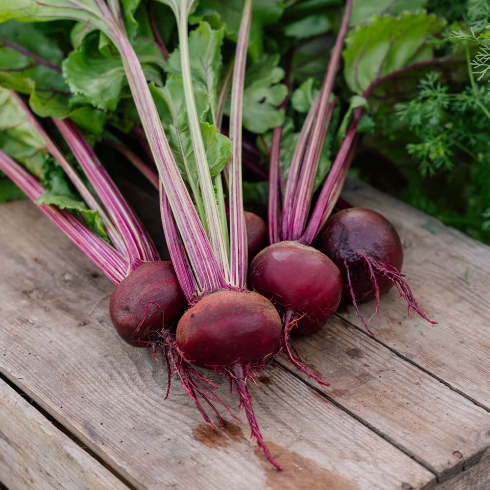 Rødbedefrø 'Rouschka' - 50 Økologiske Frø