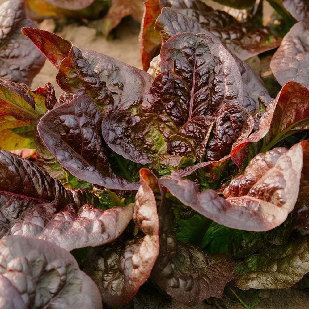 Romainesalat frø 'Little Leprechaun' - 300 Økologiske Frø