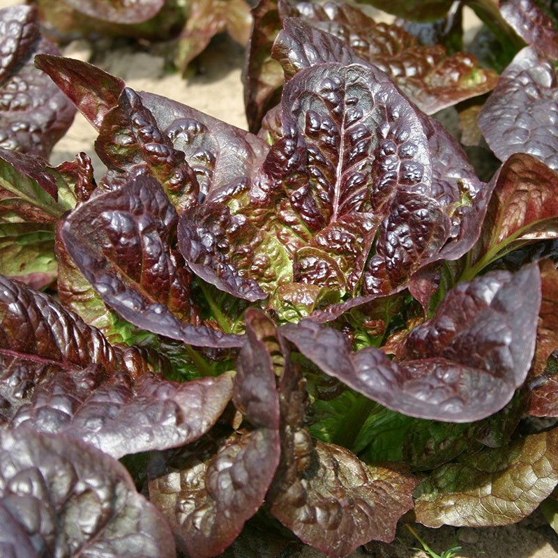 Romainesalat frø 'Little Leprechaun' - 300 Økologiske Frø