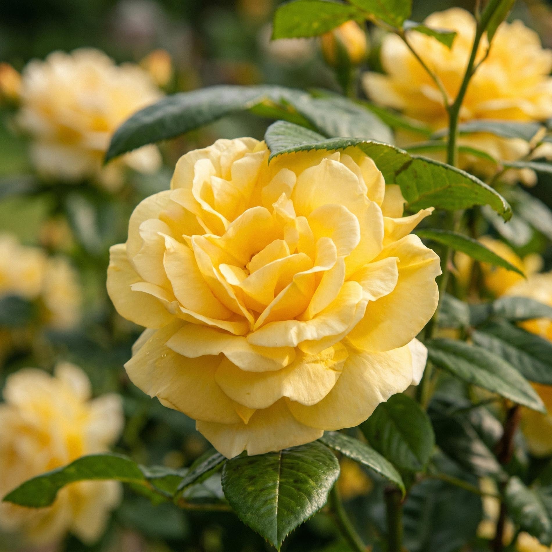 Rose 'Garden Princess'