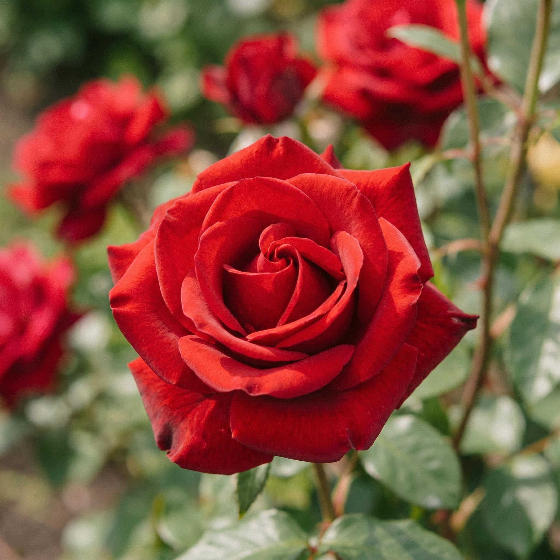 Rose 'Mister Lincoln'