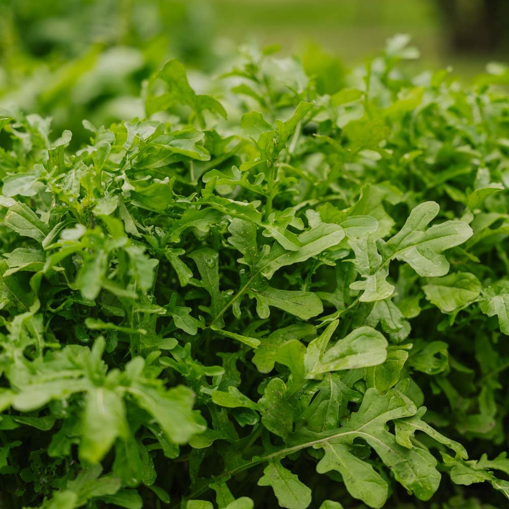 Rucola frø 'Esmee' - 300 Økologiske Frø