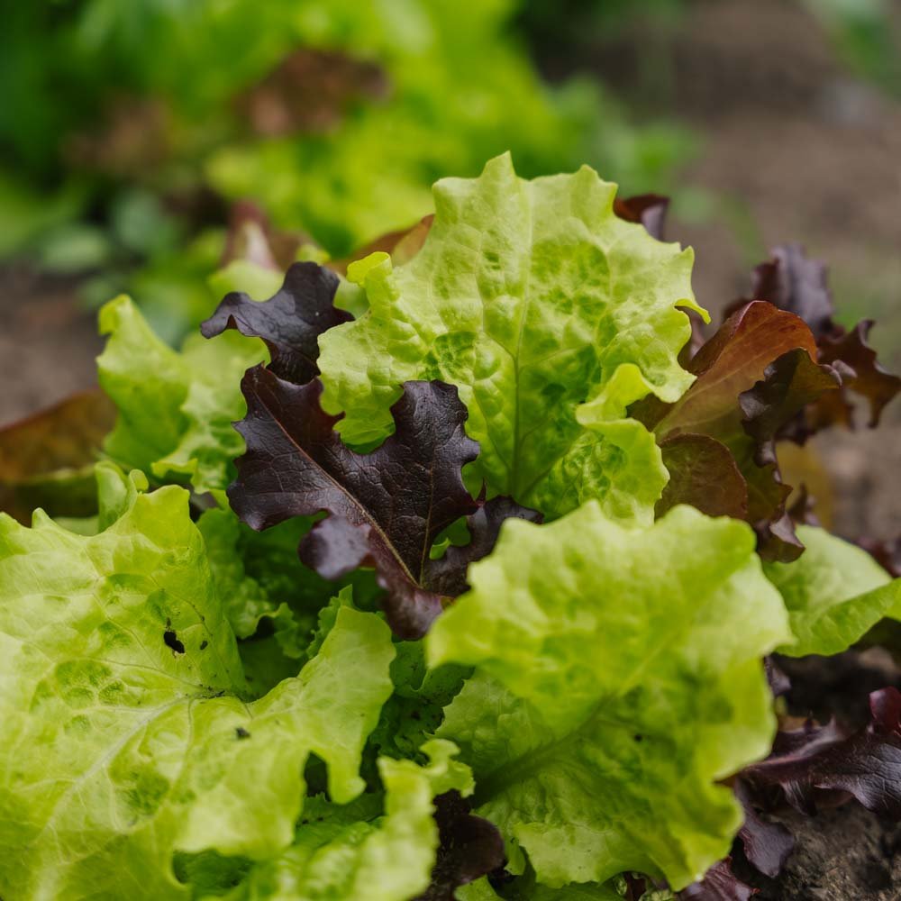 Salat frø 'Mesclun' - 140 Økologiske Frø