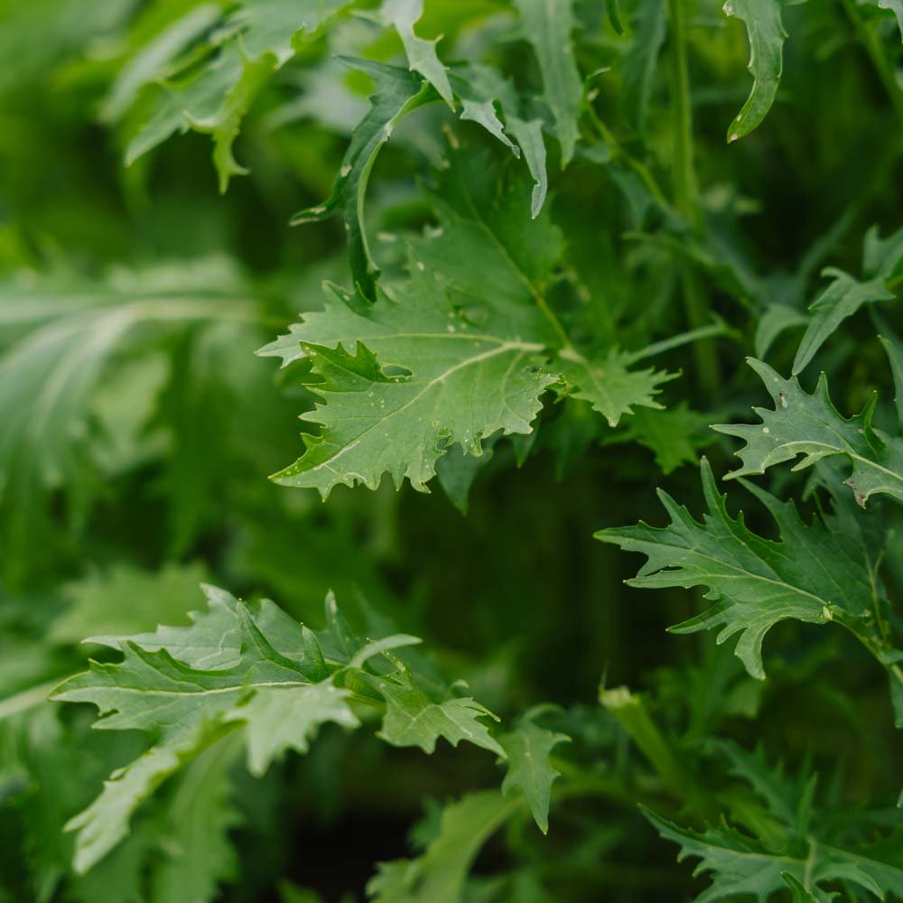 Salat frø 'Mizuna' - 100 Økologiske Frø