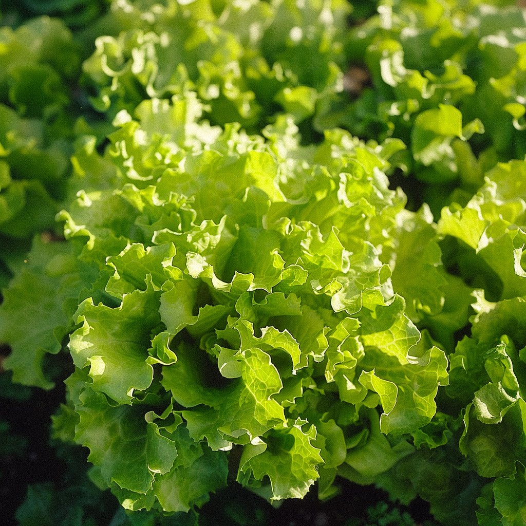 Salat frø 'Salad Bowl' - 100 Økologiske Frø