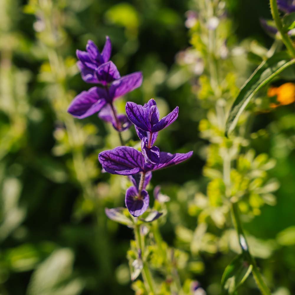 Salvie frø 'Purple' - 50 Økologiske Frø