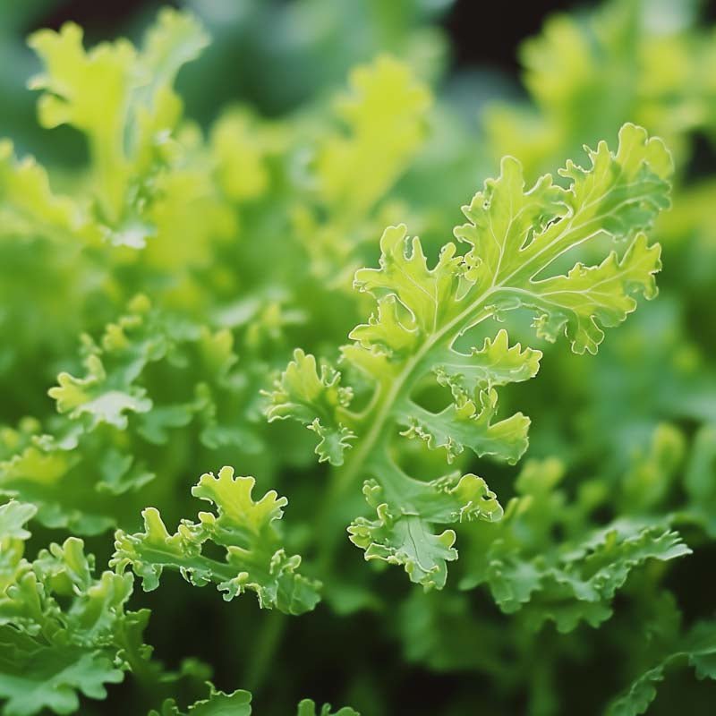 Sareptasennep frø 'Golden Frills' - 180 Økologiske Frø