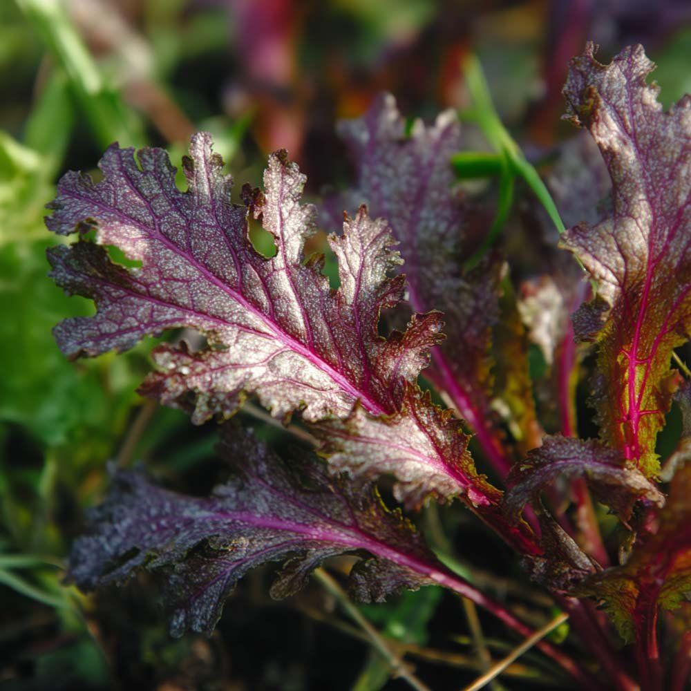 Sareptasennep frø 'Rouge metis' - 180 Økologiske Frø