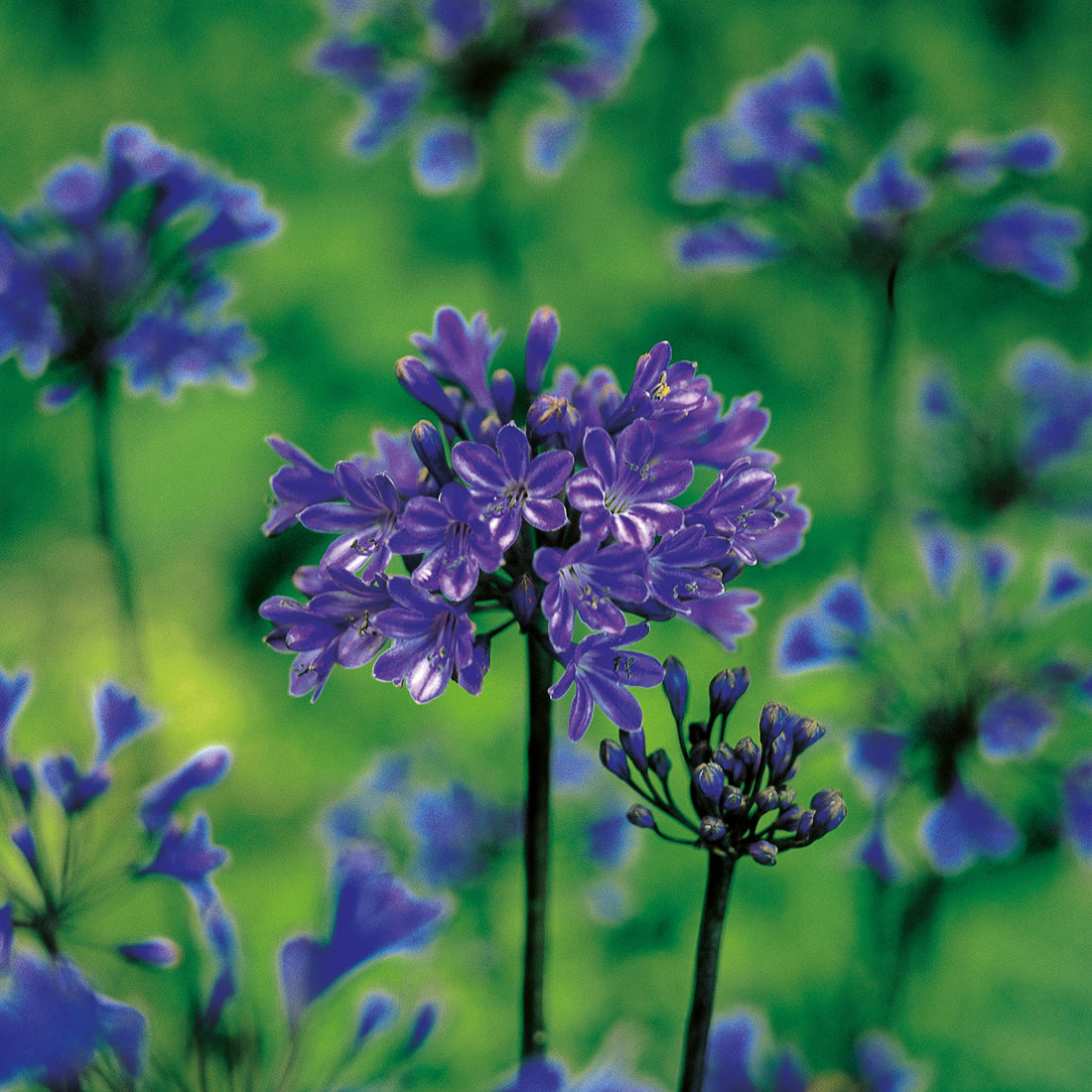 Skærmlilje 'Pinocchio'