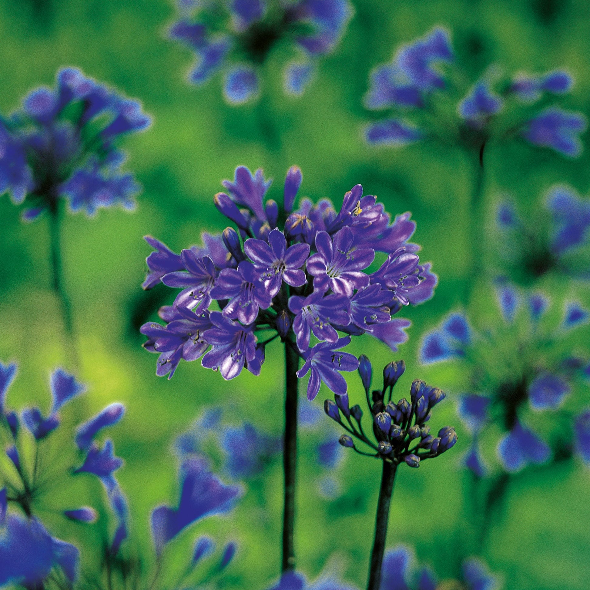 Skærmlilje 'Pinocchio'