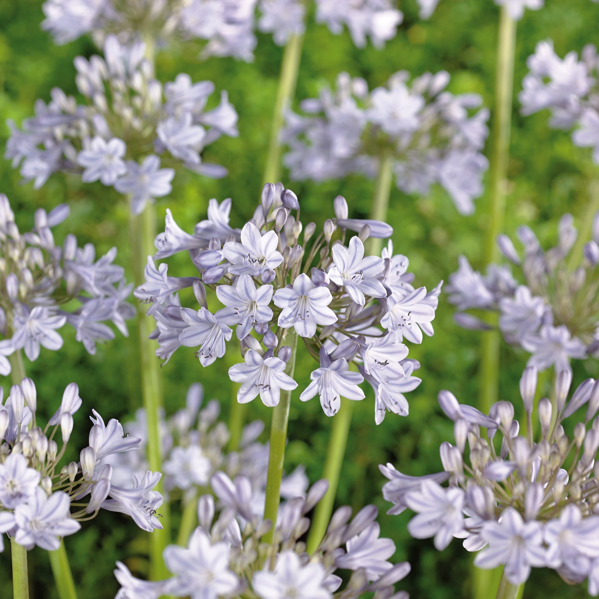 Skærmlilje 'Silver Arrow'