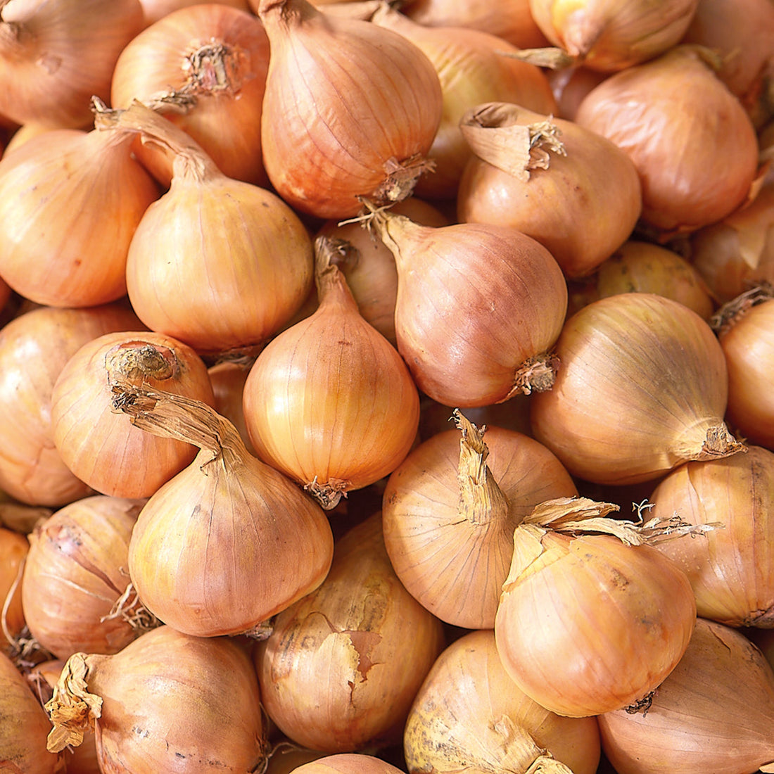 Skalotteløg 'Golden Gourmet'