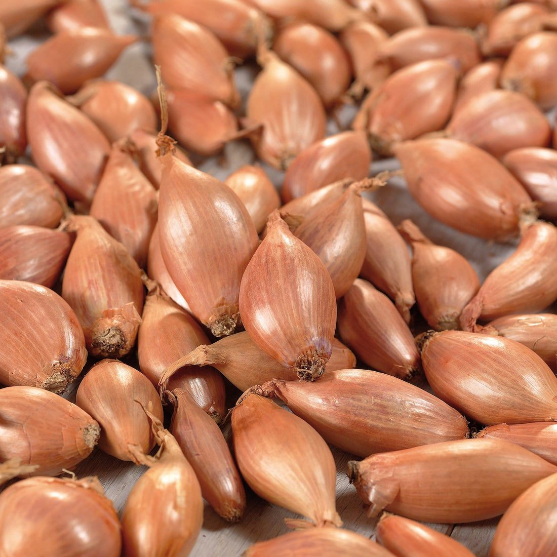 Skalotteløg 'Longor'