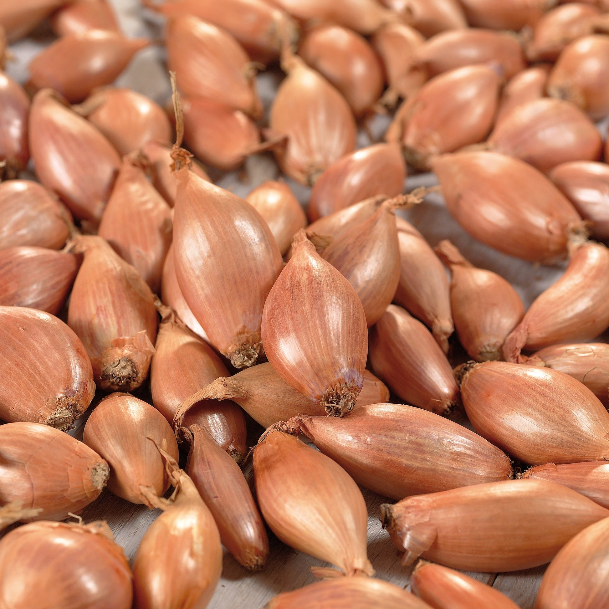 Skalotteløg 'Longor'