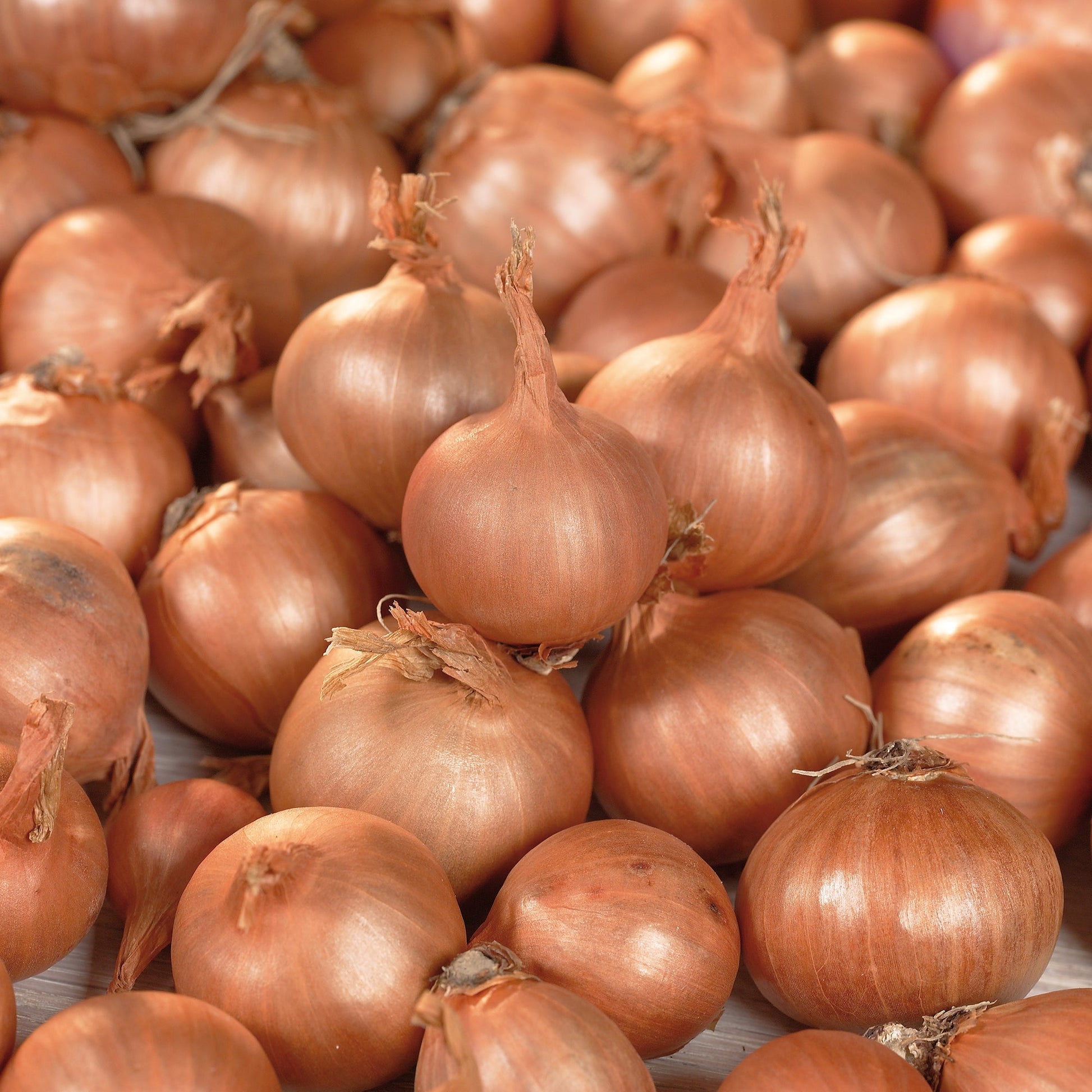 Skalotteløg 'Red Sun'
