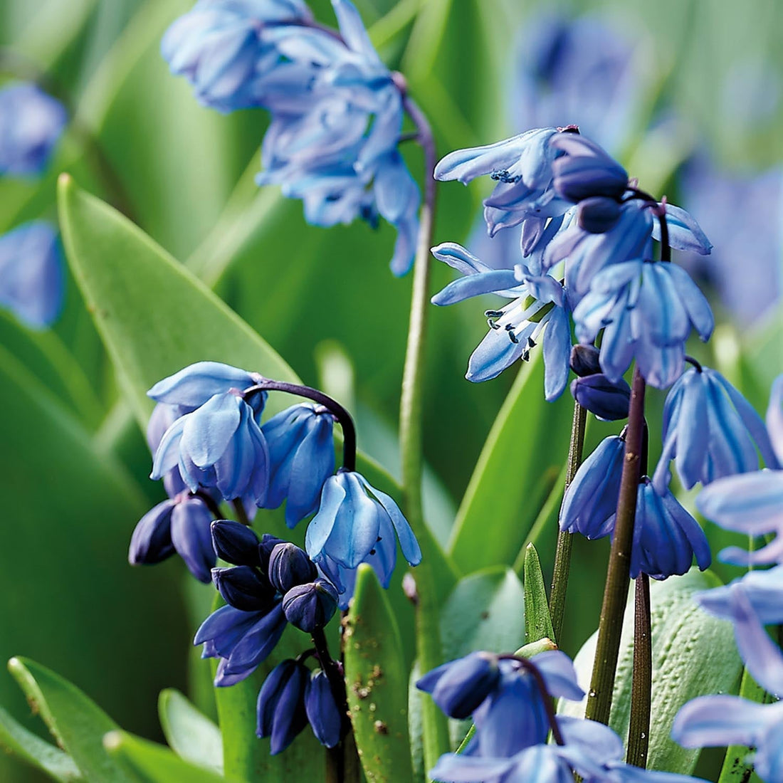 Skilla, Scilla 'Siberica'