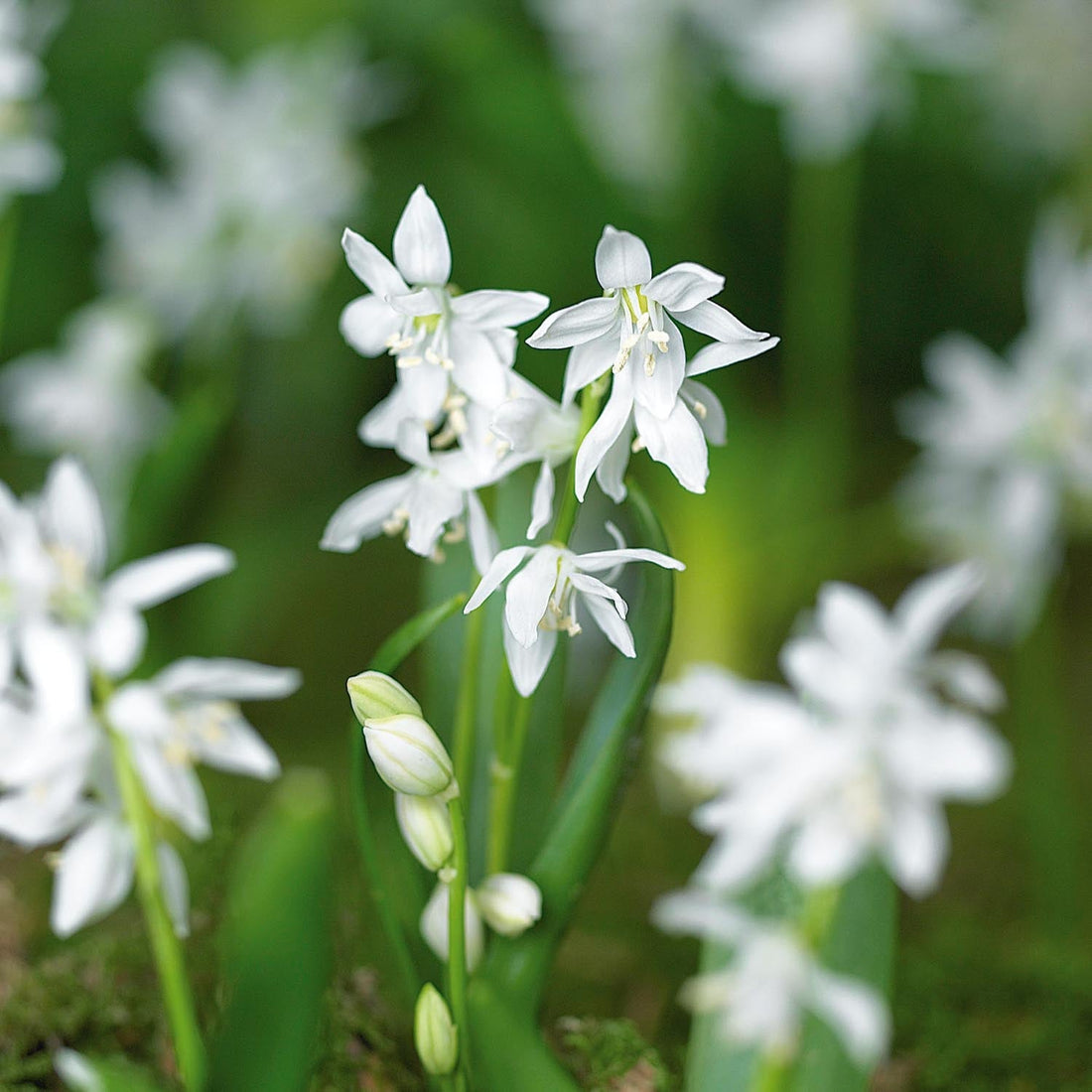Skilla, Scilla 'Siberica Alba'