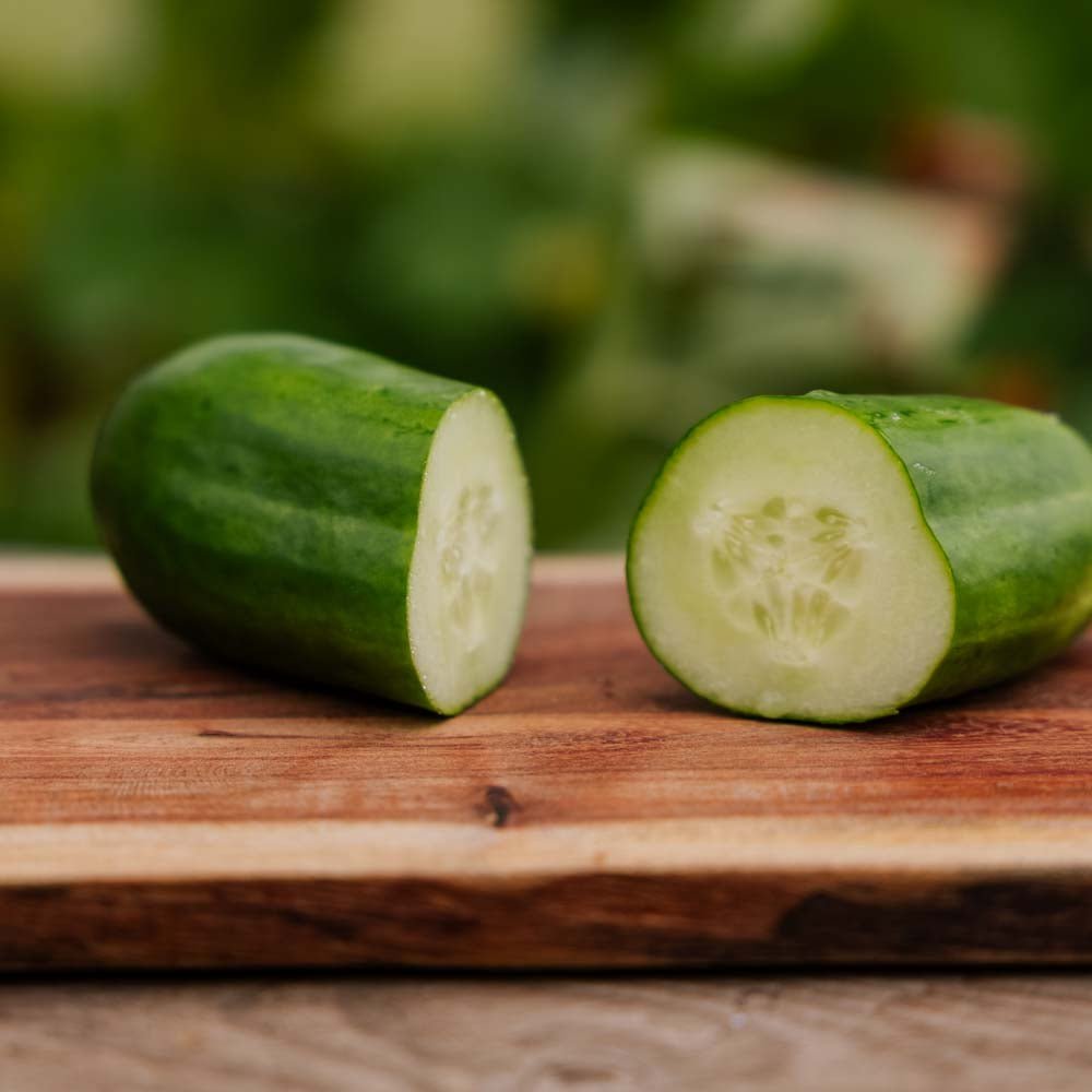 Skoleagurk frø 'La Diva' - 5 Økologiske Frø