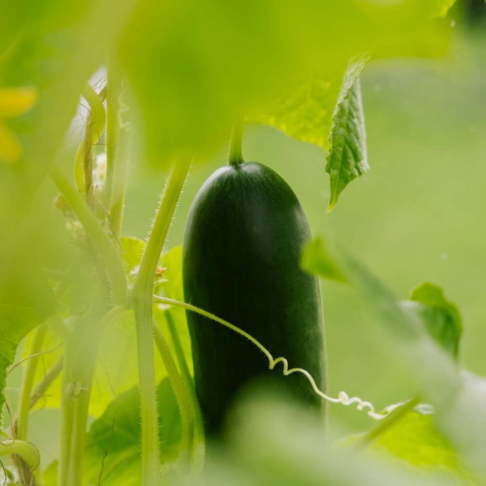 Skoleagurk frø 'La Diva' - 5 Økologiske Frø