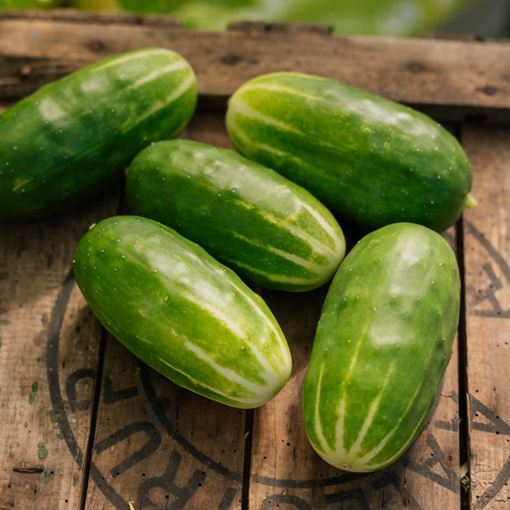 Skoleagurk frø 'Liefje' - 10 Økologiske Frø