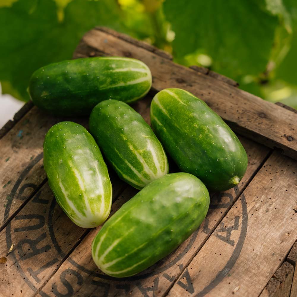 Skoleagurk frø 'Liefje' - 10 Økologiske Frø