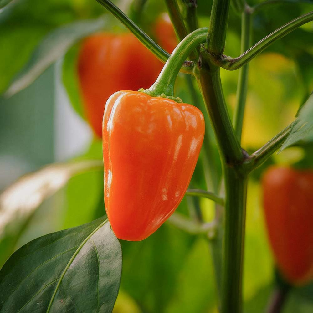 Snackpeber 'Flynn' - 5 Økologiske Frø