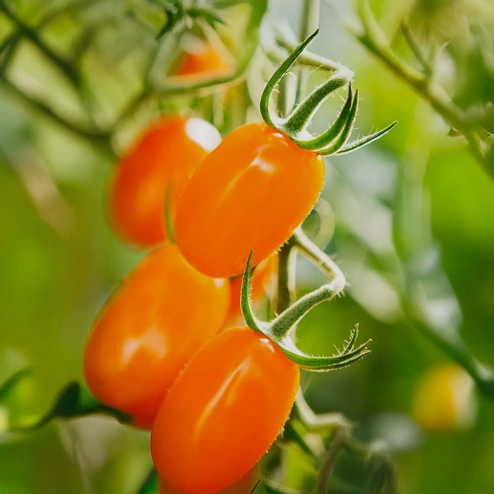 Snacktomat frø 'Ormato' - 10 Økologiske Frø