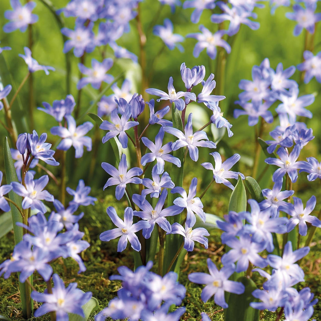 Snepryd, Chionodoxa 'Blue Giant'