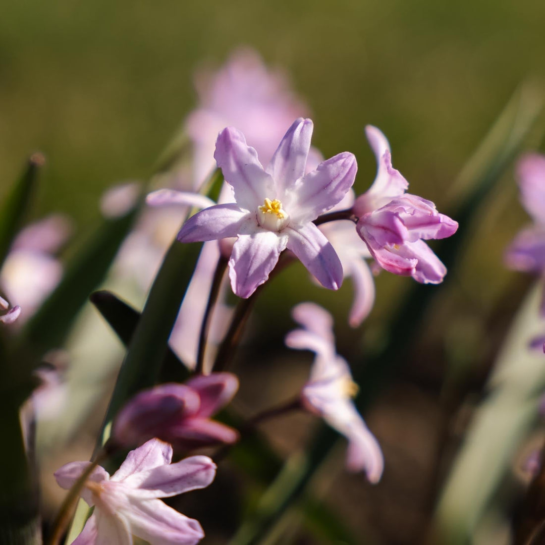 Snepryd, Chionodoxa 'Pink Giant'