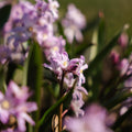 Snepryd, Chionodoxa 'Pink Giant'