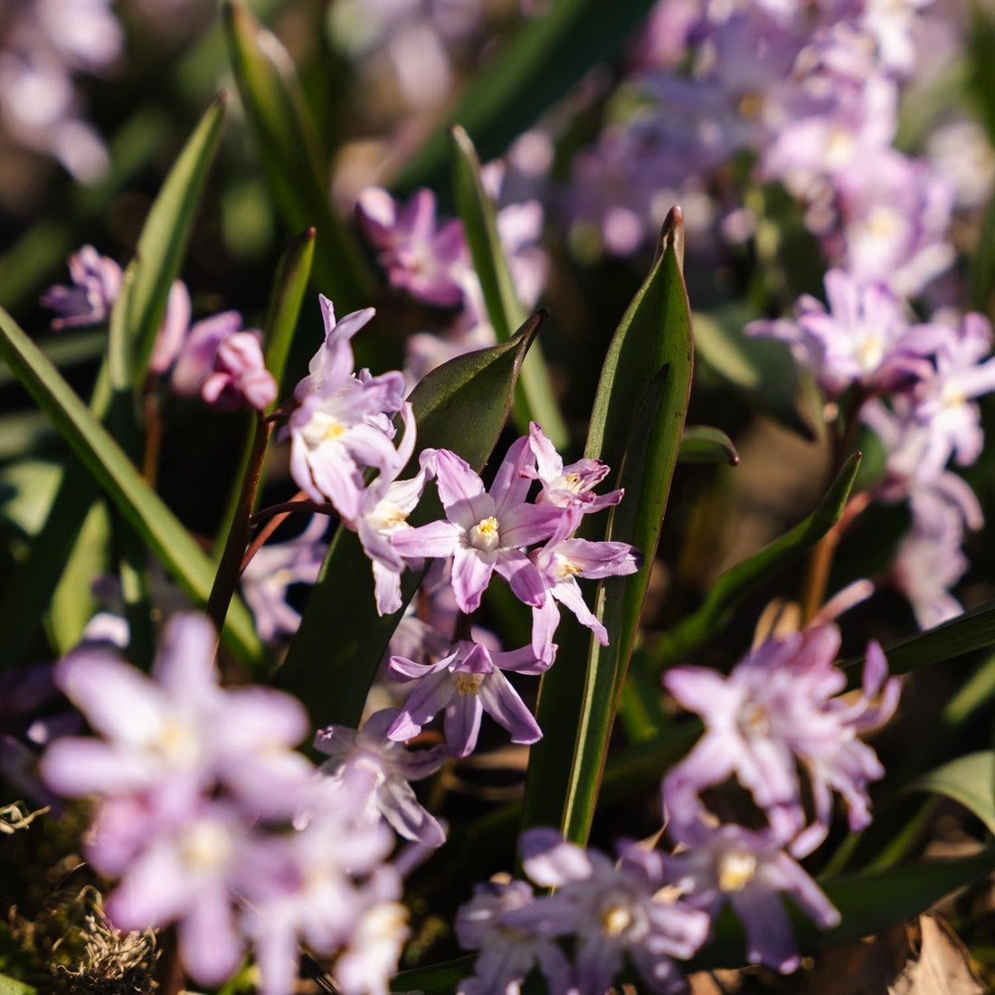Snepryd, Chionodoxa 'Pink Giant'