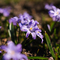 Snepryd, Chionodoxa 'Violet Beauty'