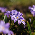 Snepryd, Chionodoxa 'Violet Beauty'