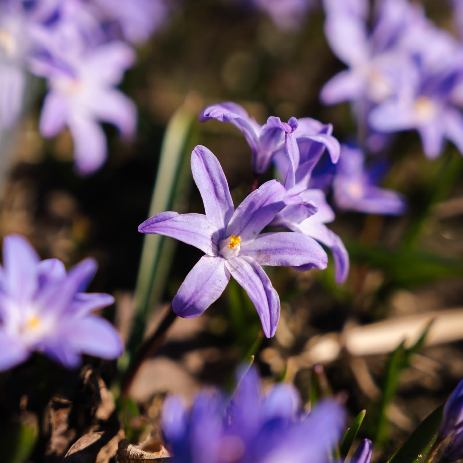 Snepryd, Chionodoxa 'Violet Beauty'