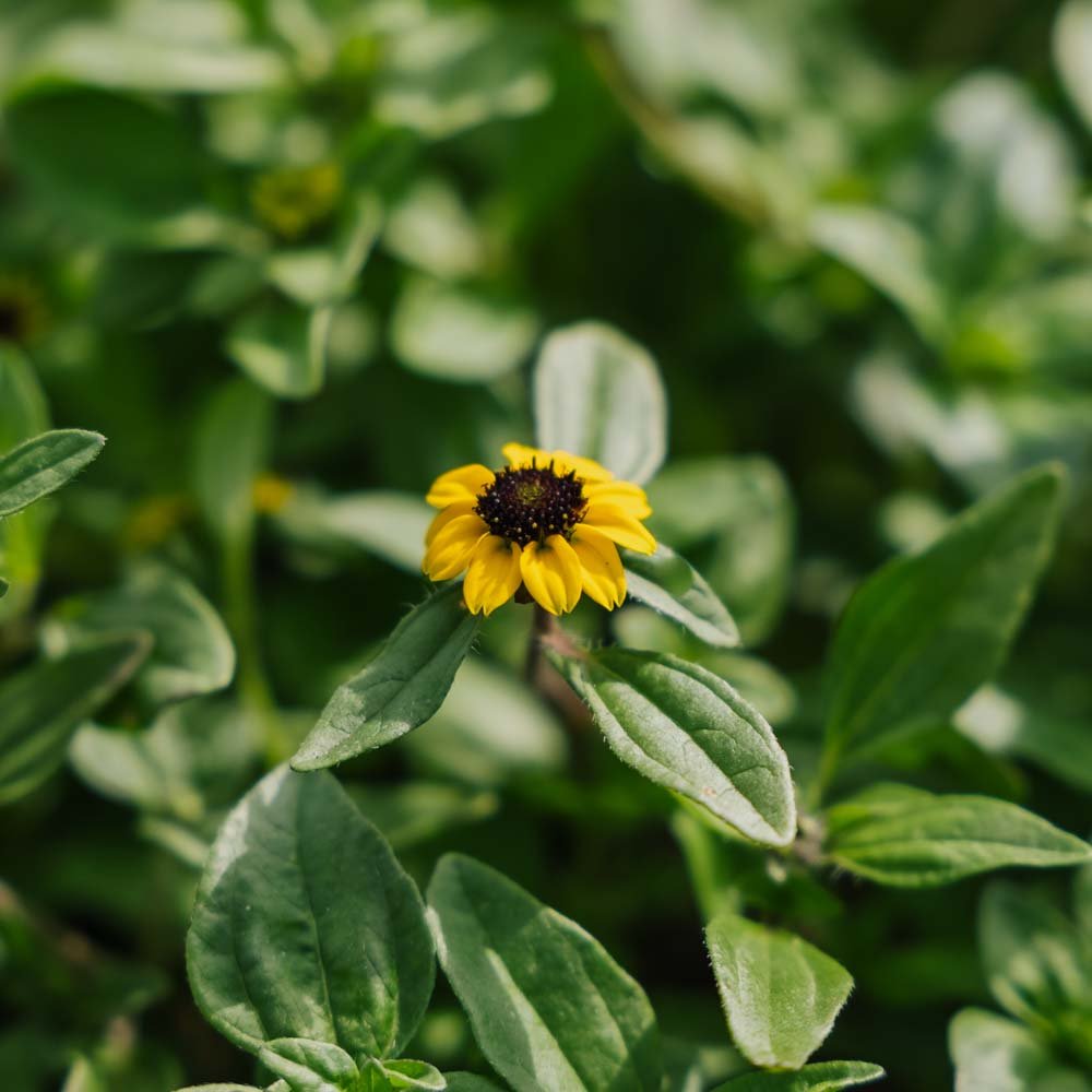 Solknap frø - 150 Økologiske Frø