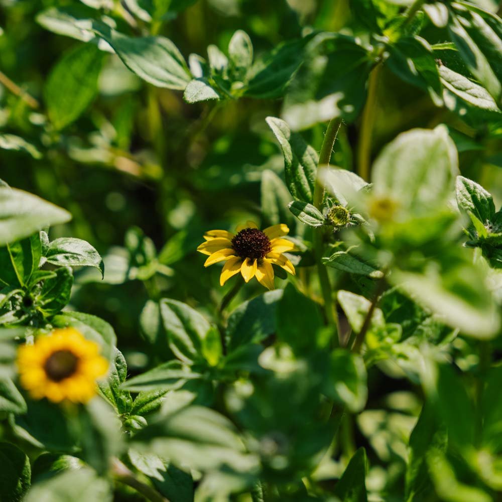 Solknap frø - 150 Økologiske Frø