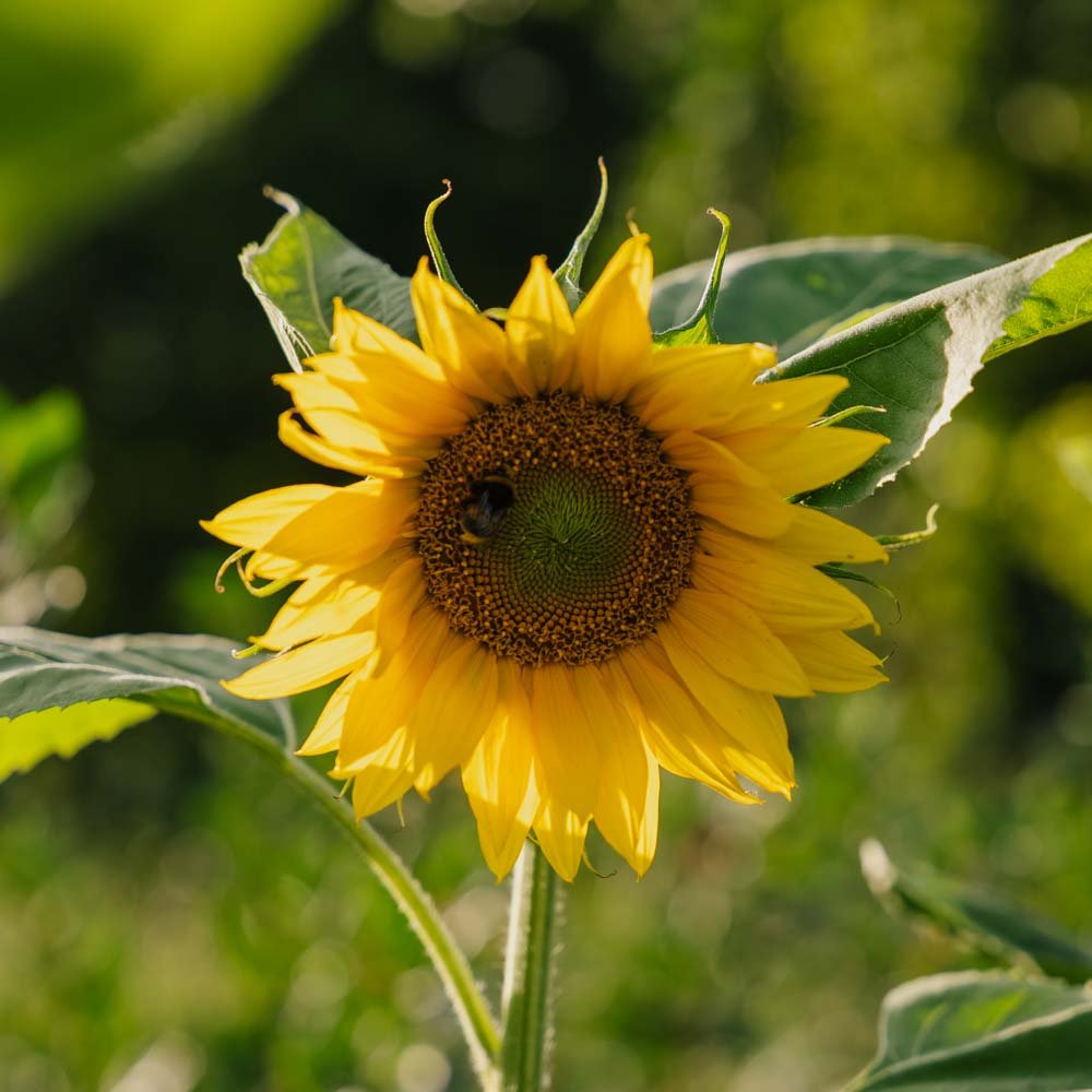 Solsikkefrø - 15 Økologiske Frø