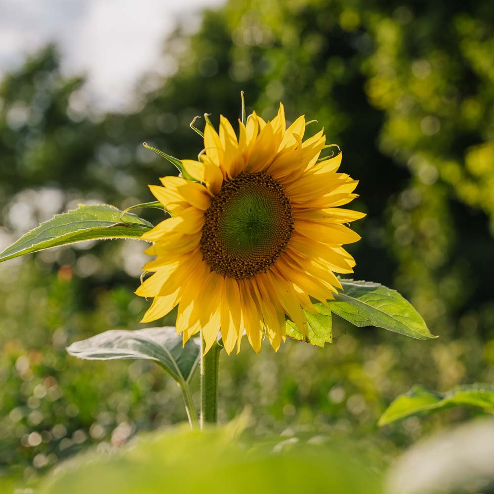 Solsikkefrø - 15 Økologiske Frø
