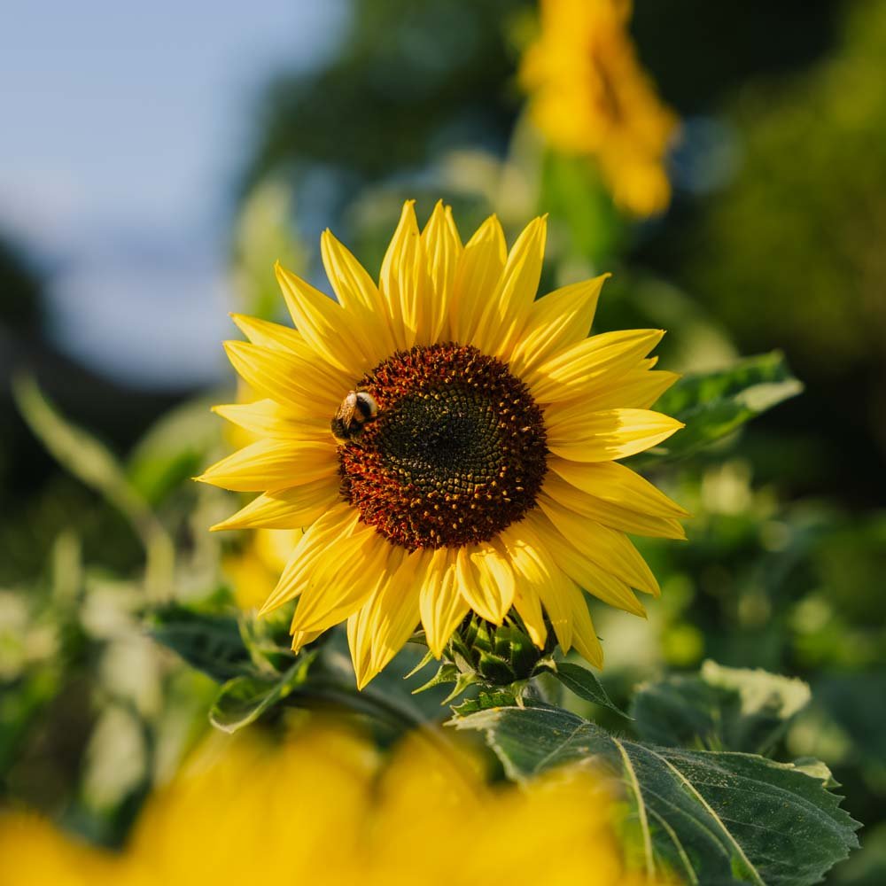 Solsikkefrø 'Medium Flowered' - 20 Økologiske Frø
