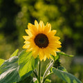 Solsikkefrø 'Medium Flowered' - 20 Økologiske Frø